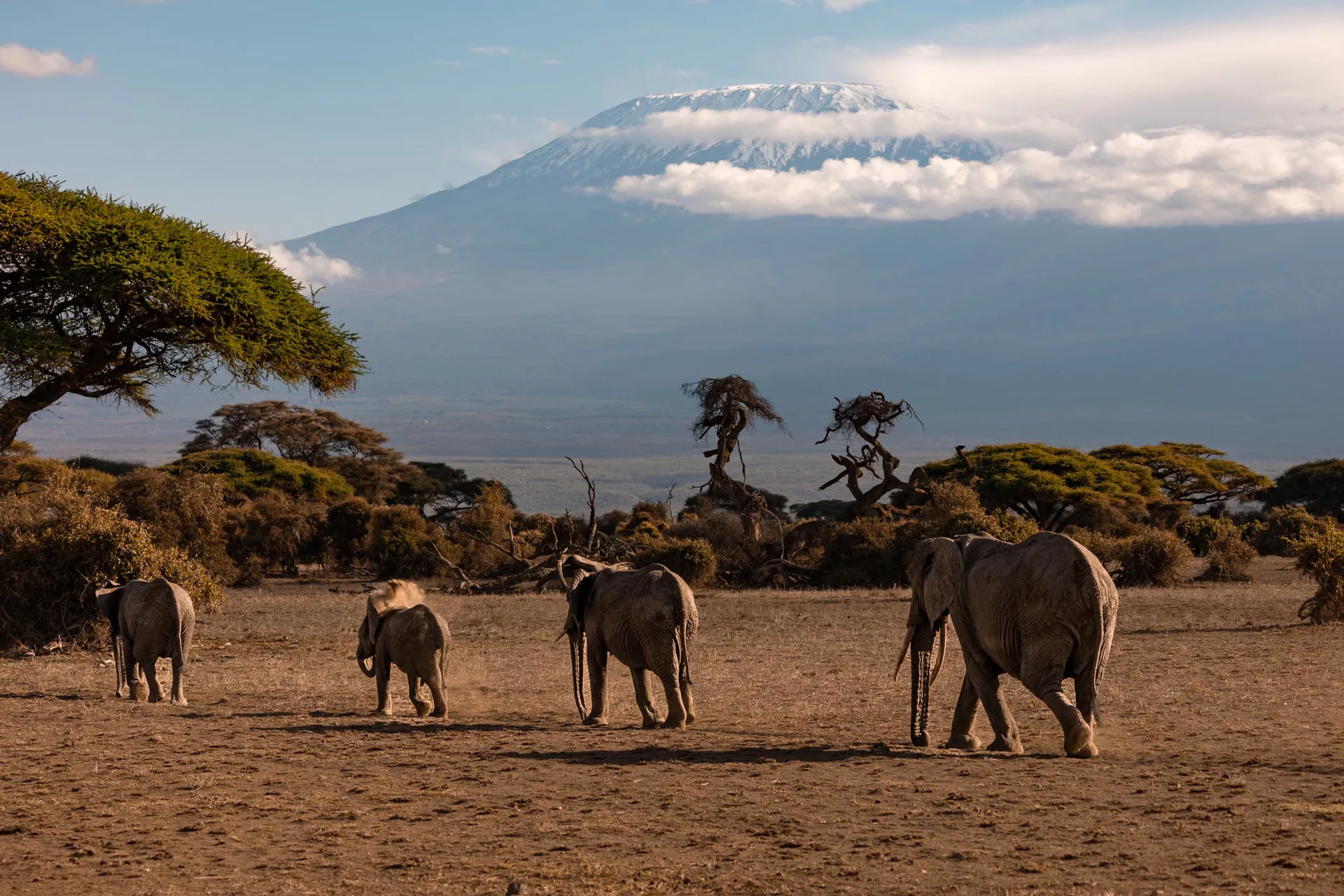 Amboseli National Park with Mount Kilimanjaro, Kenya