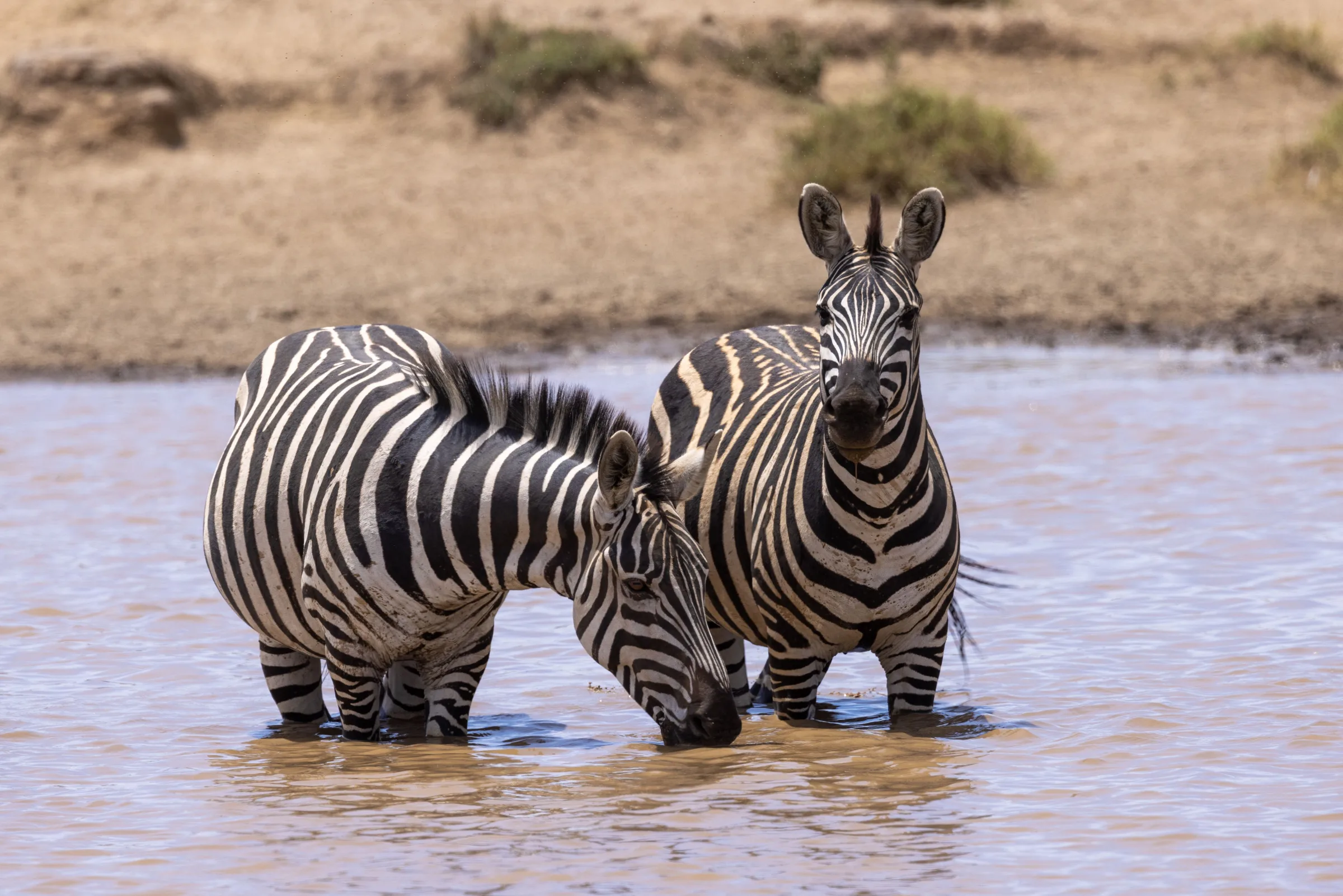 Zebras drinking water from a pond in the Maasai Mara, Kenya