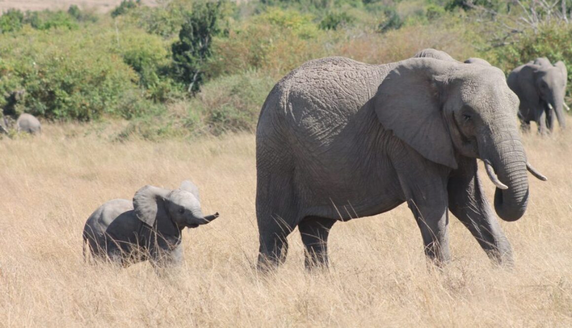 Mama Elephant and baby elephant strolling on the Savannah plains of Kenya