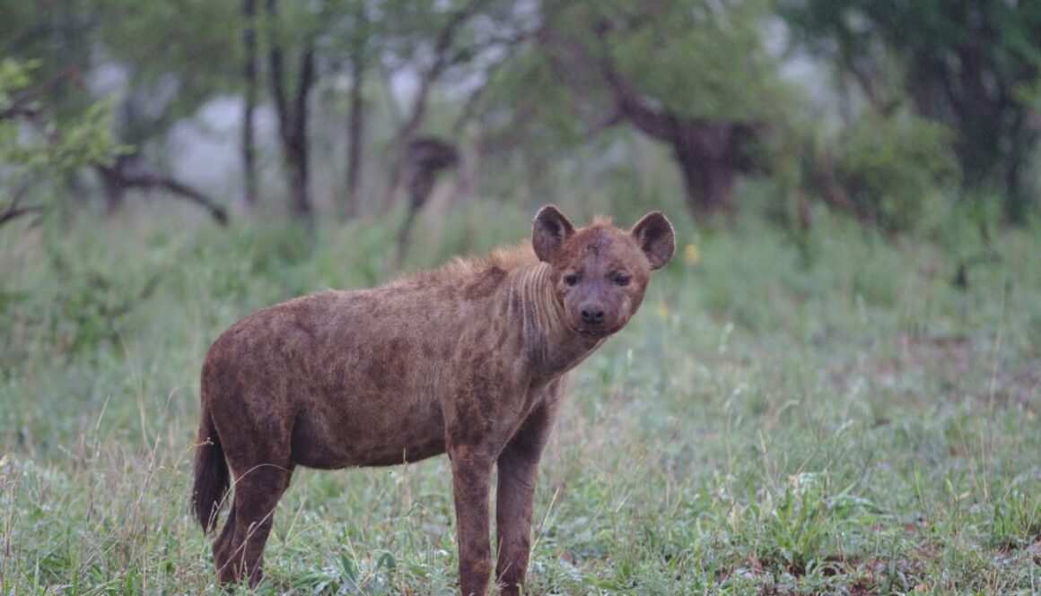 Hyena at Kruger National Park, South Africa