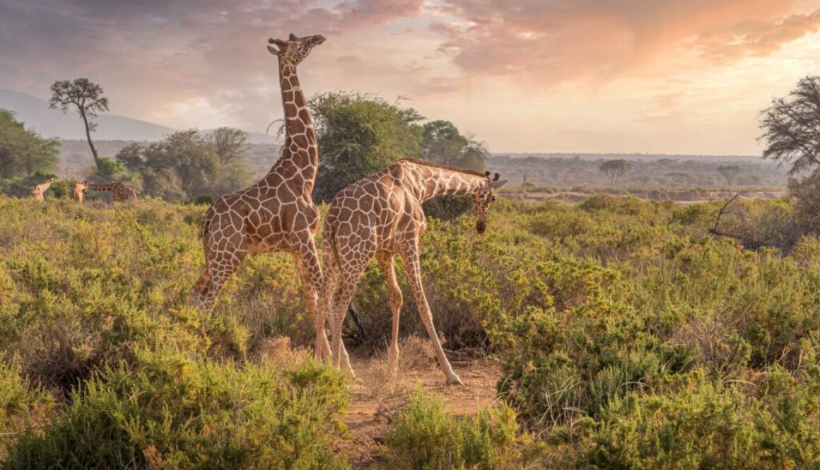 giraffes of the Samburu wilderness
