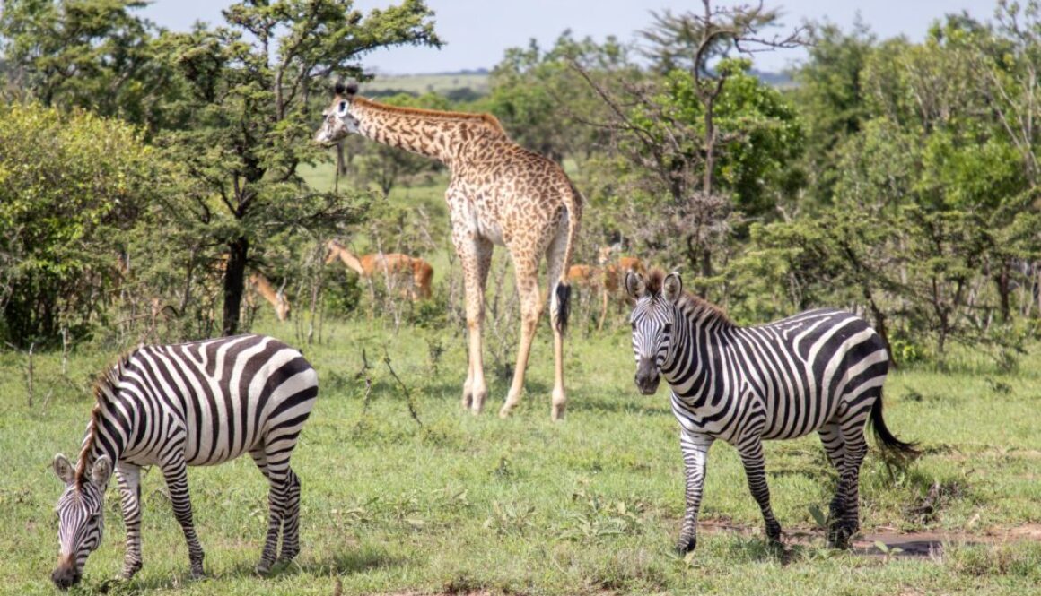 Zebras and giraffes in the wild side of Kenya